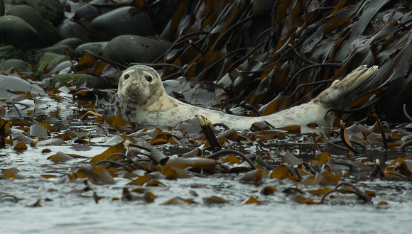 2018 06 16 Grey Seal Farne Islands Northumberland_Z5A9198