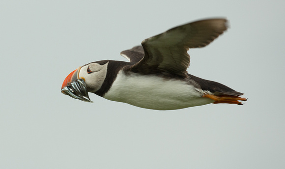 2018 06 16 Puffin Farne Islands Northumberland_Z5A9375