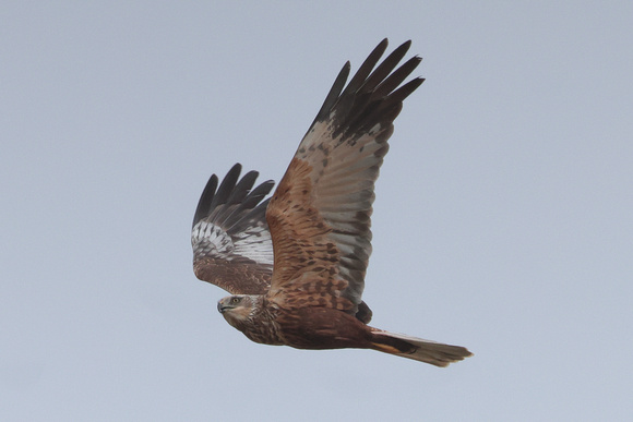 2025 05 02 Marsh Harrier Cley Marshes Norfolk_81A5248