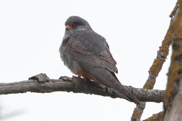 2025 05 07 Red footed Falcon Carlton Marshes Lowestoft Suffolk_81A8220