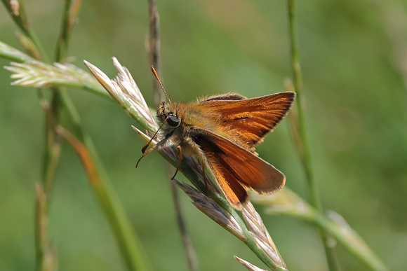 2024 07 17 Large Skipper Salthouse Heath Norfolk_81A5641