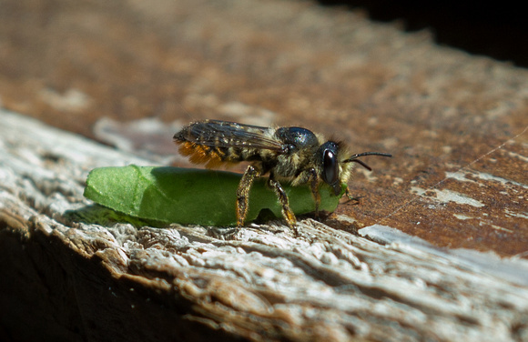 2018 08 03 Leaf Cutter Bee Minsmere RSPB Suffolk_Z5A1871