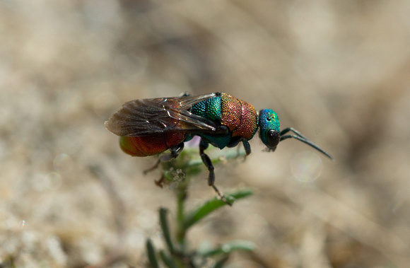 2018 08 07 Ruby tailed Wasp Minsmere RSPB Suffolk_Z5A1986