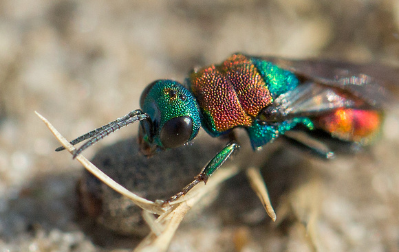 2018 08 07 Ruby tailed Wasp Minsmere RSPB Suffolk_Z5A2065