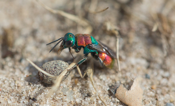 2018 08 07 Ruby tailed Wasp Minsmere RSPB Suffolk_Z5A2081