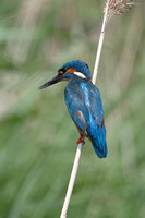 2025 05 31 Kingfisher Lakenheath Suffolk_81A8482