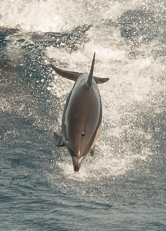 2018 08 15 Common Dolphin Bay of Biscay_Z5A3376