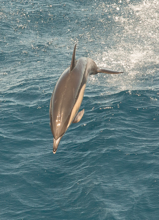 2018 08 15 Common Dolphin Bay of Biscay_Z5A3381