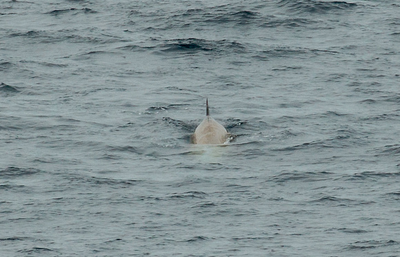 2018 08 15 Cuviers Beaked Whale Bay of Biscay_Z5A3132
