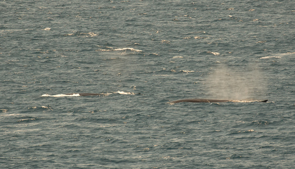 2018 08 15 Fin Whale Bay of Biscay_Z5A3315