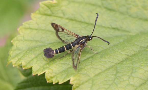 2022 06 08 Current Clearwing Chambers Wood Farm Lincolnshire_Z5A4013