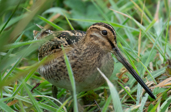 2018 10 04 Snipe Lower Moors Isles of Scilly_Z5A5591