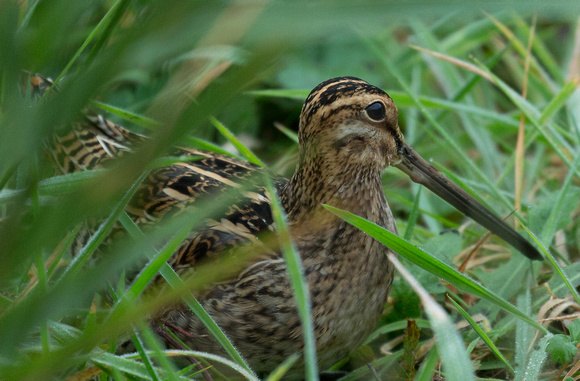 2018 10 04 Snipe Lower Moors Isles of Scilly_Z5A5599