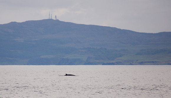 Minke Whale Scotland_Z5A7267