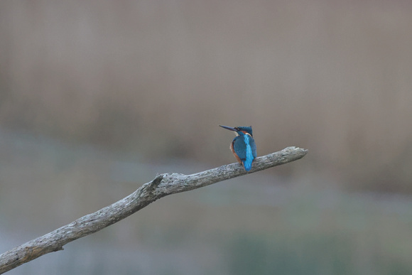 2024 12 10 Kingfisher Strumpshaw RSPB Norfolk_81A4593