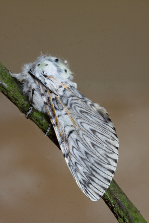 Puss Moth Regis Norfolk_MG_5199