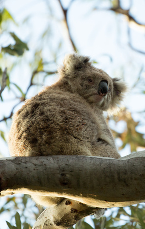 2018 11 17 Koala Raymond Island Victoria Australia_Z5A8811