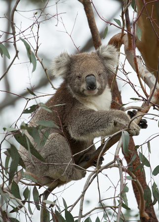2018 11 17 Koala Raymond Island Victoria Australia_Z5A9420