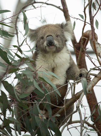 2018 11 17 Koala Raymond Island Victoria Australia_Z5A9447