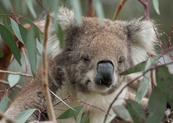 2018 11 17 Koala Raymond Island Victoria Australia_Z5A9495