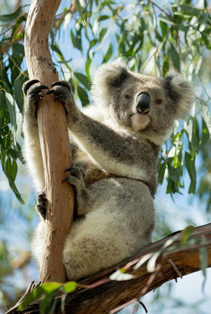 2018 11 17 Koala Raymond Island Victoria Australia_Z5A9927