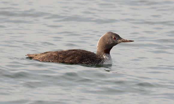 2021 09 21 Red Throated Diver Weybourne Norfolk_Z5A5523