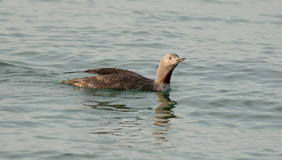 2021 09 21 Red Throated Diver Weybourne Norfolk_Z5A5509