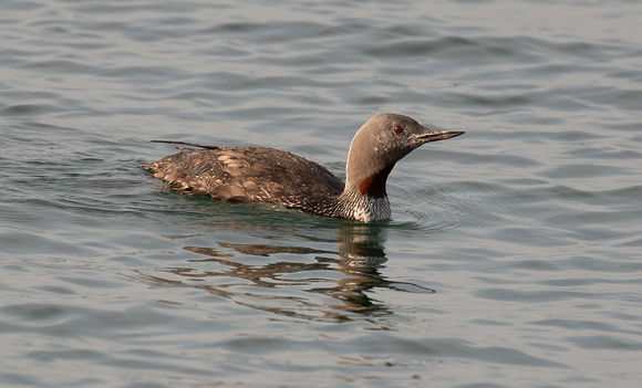 2021 09 21 Red Throated Diver Weybourne Norfolk_Z5A5515