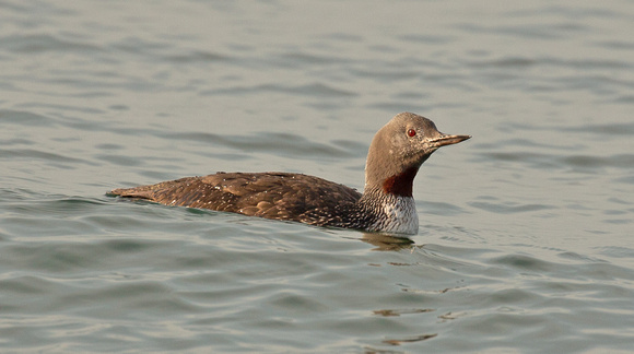 2021 09 21 Red Throated Diver Weybourne Norfolk_Z5A5522