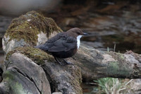 2025 04 15 Dipper Wooden Bridge Broomhill Highland Scotland_81A2231