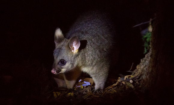 2018 12 15 Brush Tailed Possum Rosalind Park Bendigo Victoria Australia_Z5A5094