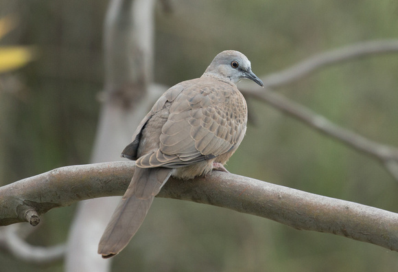 2018 12 19 Spotted Dove Heathdale Glen Orden Wetlands, Hoppers Crossing Victoria Australia_Z5A5828