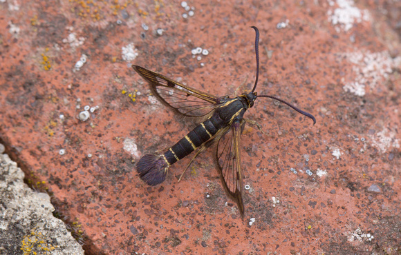 2022 06 08 Current Clearwing Chambers Wood Farm Lincolnshire_Z5A4114