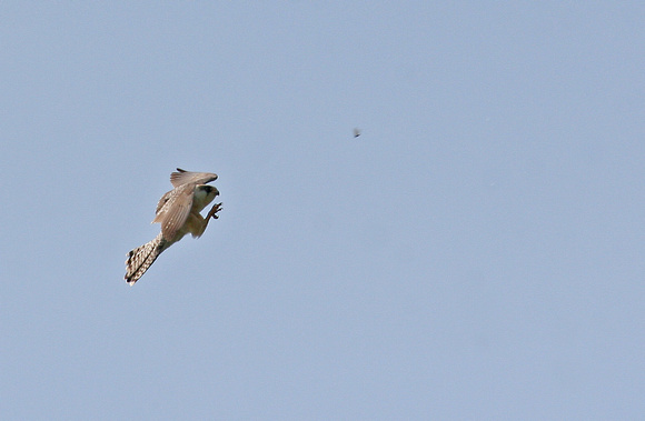 Red Footed Falcon Yorkshire IMG_1988