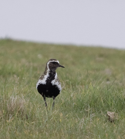 2012 05 09 Golden Plover Cley Marshes Norfolk_MG_1228