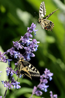 2025 05 30 Swallowtail Horsey Norfolk_81A6972