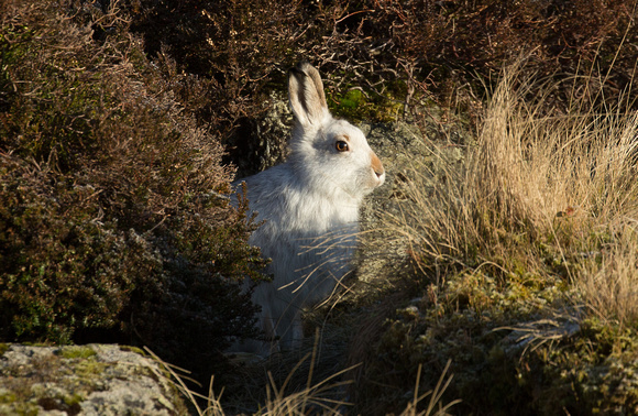 2019 01 02 Mountain Hare Glenshee Scotland_Z5A6432