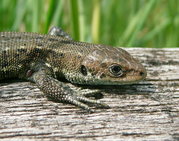 Common Lizard NorfolkP1050621