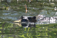 2025 04 20 Otter Mildenhall Suffolk_81A2846