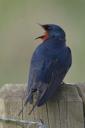 2025 05 02 Swallow Cley Marshes Norfolk_81A5425