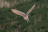 2025 03 09 Barn Owl Cley next the Sea Norfolk_81A0788