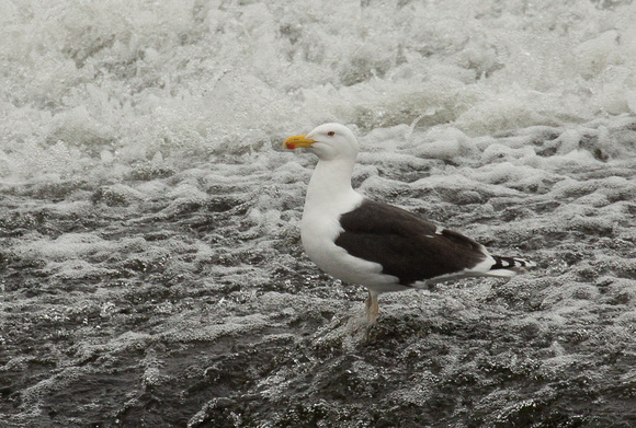 2019 03 02 Greater Black Backed Gull Dumfries Dumfries and Galloway Scotland_Z5A8423