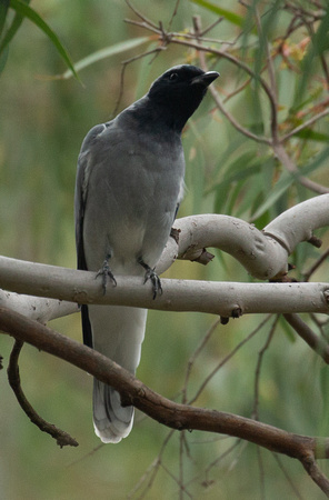 2019 03 21 Black Faced Cuckoo Shrike Werribee Victoria Australia_Z5A0669