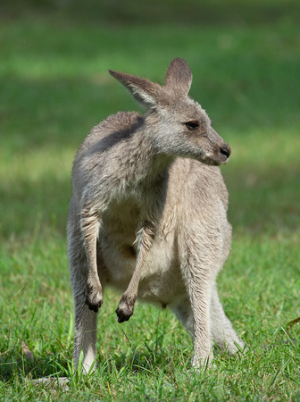 2019 03 23 Eastern Grey Kangeroo Euroka Campground Glenbrook New South Wales Australia_Z5A0744