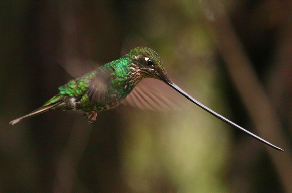 Sword-Billed Hummingbird (Female) Ecuador IMG_0599