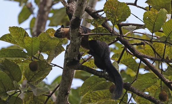 2023 11 03 Black Giant Squirrel Kaeng Krachan Reserve Thailand B81A8839