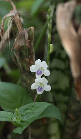 2023 11 03 Chinese Violet (Asystasia intrusa) Kaeng Krachan Reserve Thailand B81A8061