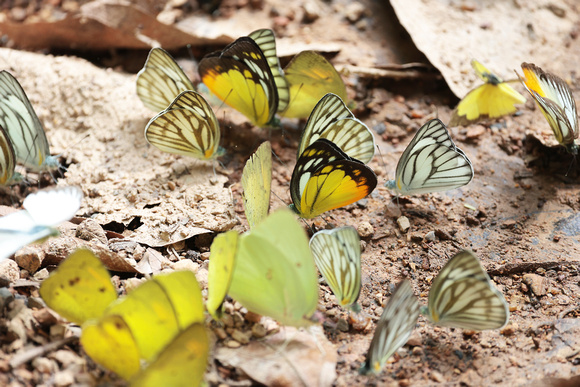 2023 11 03 Butterfly Gatherings Kaeng Krachan Reserve Thailand B81A8789