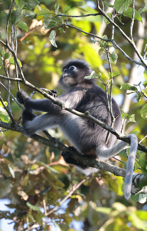 2023 11 03 Dusky Leaf Monkey Kaeng Krachan Reserve Thailand B81A9217