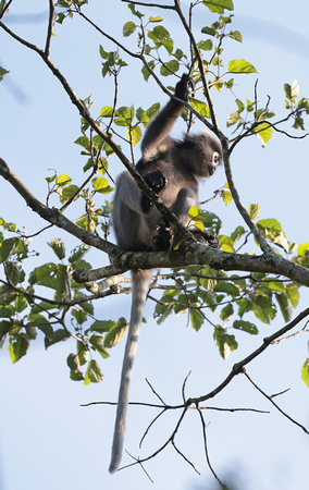 2023 11 03 Dusky Leaf Monkey Kaeng Krachan Reserve Thailand B81A9244